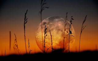Full moon sunset silhouette tree 2 - full free wallpaper