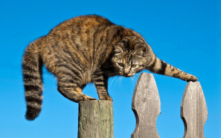 Cat wooden fence post paw - a wooden fence post free wallpaper