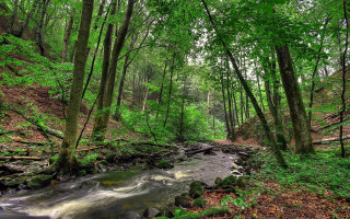 Lush forest stream hillside nature - forest free wallpaper