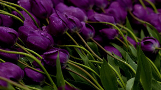 Purple flower water droplets gothic 3 - water droplet free wallpaper