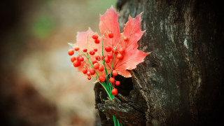 Branch berries red leaf macro - a tree trunk free wallpaper