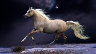 Horse snow night moon majestic - majestic free wallpaper