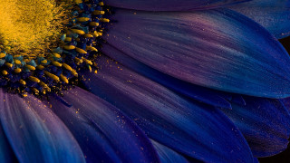 Blue yellow flower macro night - yellow center free wallpaper