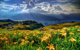 Flower field sunset mountains lake - a field of flowers free wallpaper