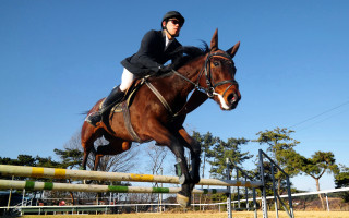 Horse jump field trees sky - round free wallpaper
