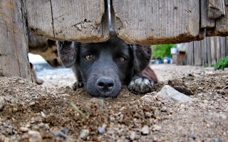 Dog under wooden structure depth - a dog free wallpaper