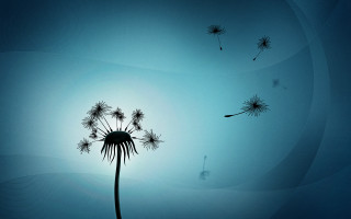 Dandelion wind blue sky person - a dandelion free wallpaper