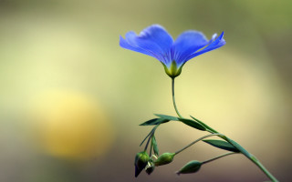 Blue flower green stem macro 3 - macro photography free wallpaper
