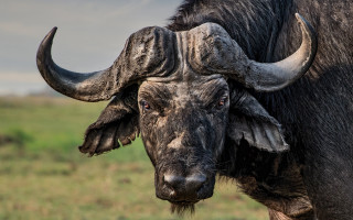 Large bull horns field sky - a field of grass and grass free wallpaper