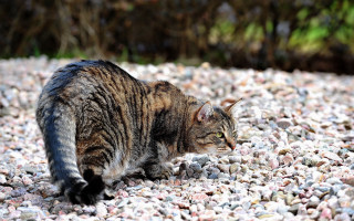 Cat rocks gravel sun blurry - neoplasticism free wallpaper