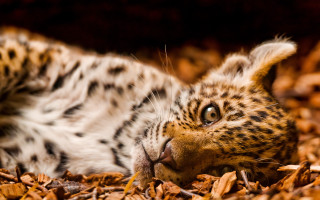 Small cat wood chips eyes - a small cat free wallpaper