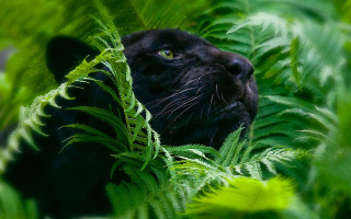 Black cat fern forest green - a black cat free wallpaper