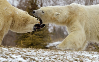 Polar bears fighting snow ecological 2 - two polar bear free wallpaper