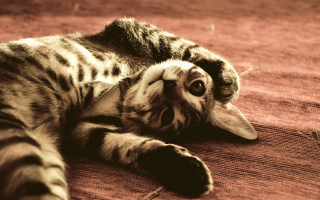 Cat back rug paw glamor - a rug free wallpaper