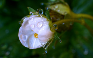 White flower water droplets macro 6 - a green leaf free wallpaper