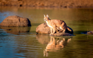Cat rock water reflection beach - a reflection of it free wallpaper