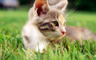 Cat grass outdoors nature blurry - a blurry background of the grass free wallpaper