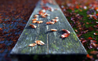 Bench leaves grass tree bokeh - the grass next free wallpaper
