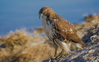 Brown white bird rock water - brown free wallpaper
