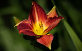 Red yellow flower green leaves - a single flower in the foreground free wallpaper