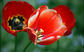 Red flowers yellow center green - two red flower free wallpaper