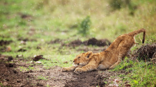 Lion cub playing rain grass - a field of grass and dirt free wallpaper