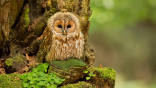 Small owl mossy rock forest - a small owl free wallpaper