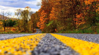 Forest road autumn leaves fire - the middle of a forest free wallpaper