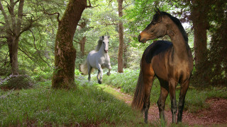 Horses woods magic realism digital - the wood together free wallpaper