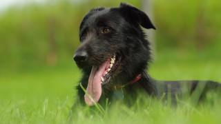 Black dog tongue out grass - a black dog free wallpaper