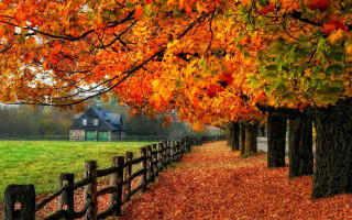 Fence wooden post tree autumn - a fence free wallpaper
