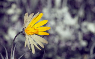 Yellow flower black stem bokeh - a blurry background of trees and bushes free wallpaper