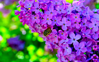 Bee purple flower garden macro 2 - a bee free wallpaper