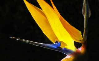 Yellow flower blue tips dark - the foreground of the image free wallpaper