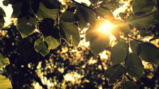 Sunshine leaves forest backpack hat - the leaf free wallpaper