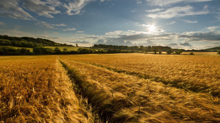 Wheat field sun clouds puzzle - heavy grain free wallpaper