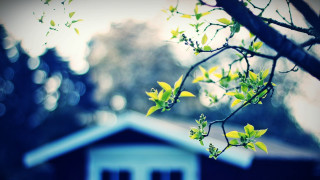 Tree branch green leaves background - free vintage wallpaper