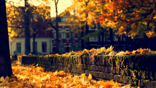 Brick wall leaves autumn building - a brick wall free wallpaper