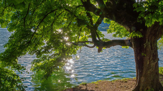 Tree branch water boat sunlight - a body of water free wallpaper for desktop