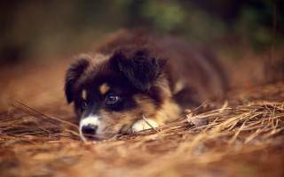 Dog laying grass stick cute - a stick free wallpaper