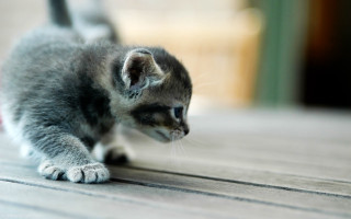 Small kitten playing toy floor - a toy free wallpaper