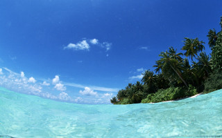 Tropical beach water palm sky - tropical free wallpaper