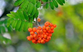 Berries hanging branch leaves blurry - a bunch of berries free wallpaper