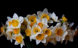 White yellow flower vase macro - a table top free wallpaper