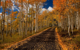 Dirt road orange leaves blue - a dirt road free wallpaper