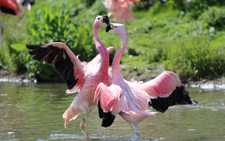 Flamingos spread wings water kitsch - their wing free wallpaper
