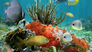 Fish coral reef underwater seaweed - aquirax uno free wallpaper for desktop