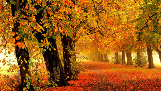 Autumn leaves forest fire pokemon - lot of trees free wallpaper