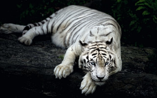 White tiger rock night closed - a white tiger free wallpaper
