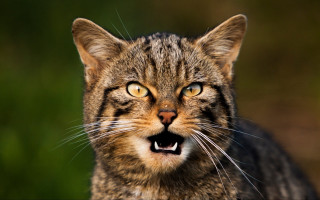 Surprised cat sharp claws illustration - sharp claw free wallpaper